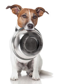 læbe filter Decimal Hjælp - min hund vil ikke spise sit hundefoder! Få gode råd.